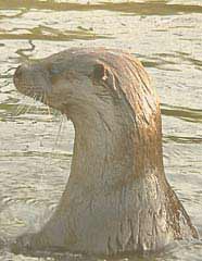 Otter in the loch